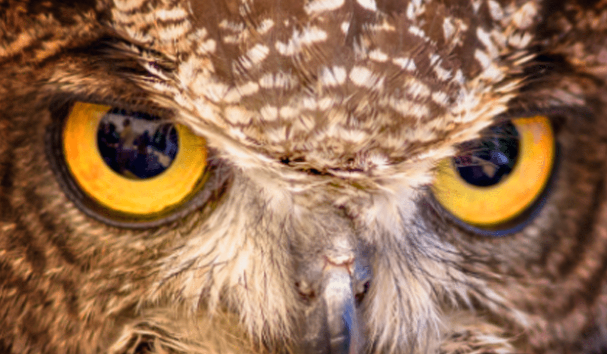 Google Owl